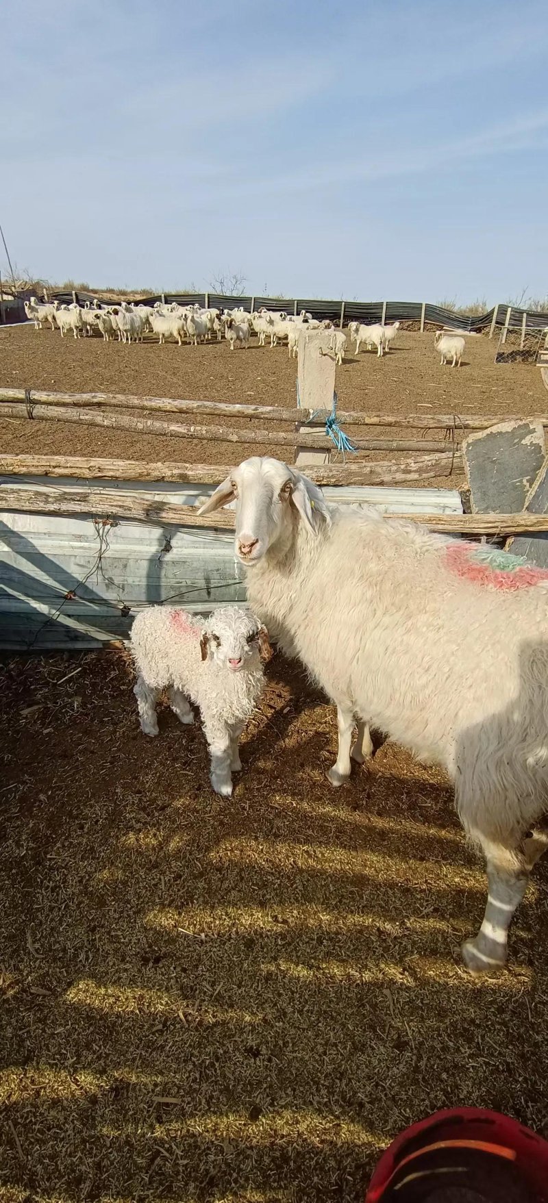 养殖业风起云涌：探索牲畜饲养的新趋势