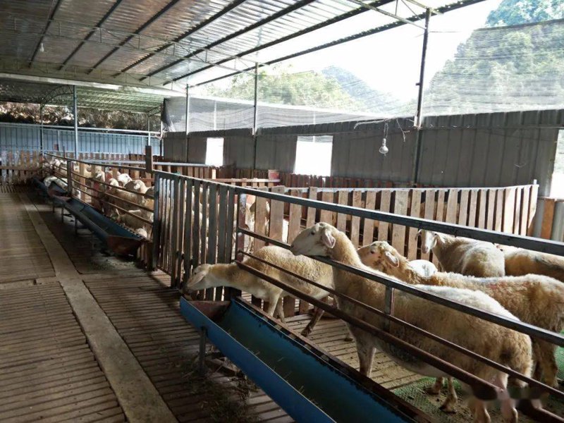 牲畜饲养新技术引领畜牧农业新时代